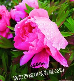 緣何洛陽“花開時節動京城”